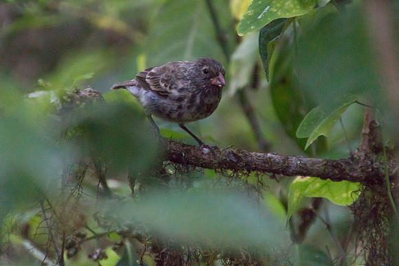Darwin's Finches