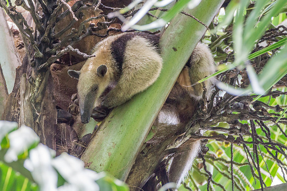 Tamandua