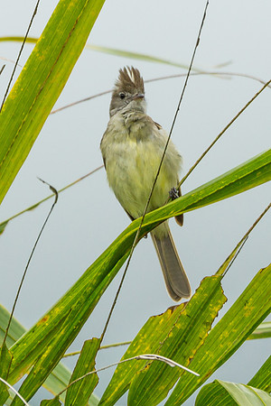 Yellow-bellied Elaenia