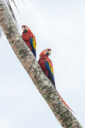 Scarlet Macaws