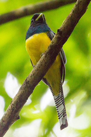 Black-throated Trogan