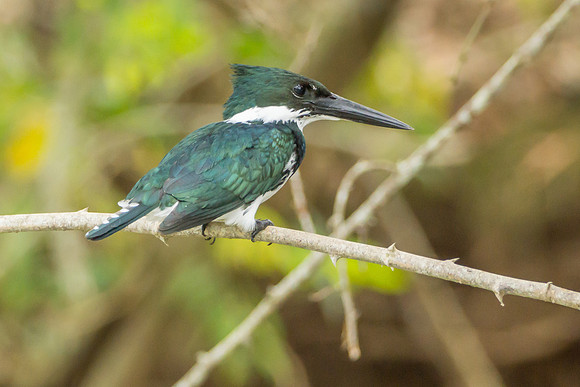 Amazon Kingfisher