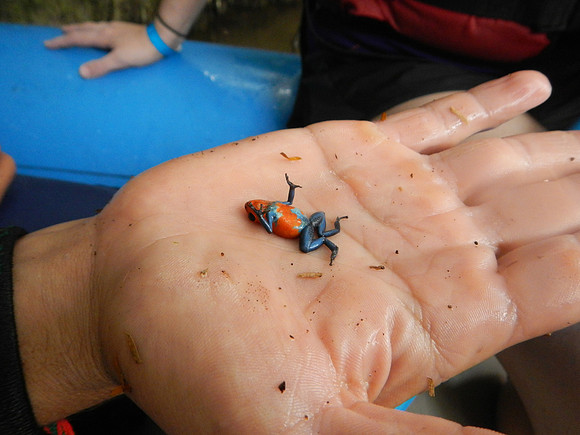 Poison Dart Frog playing dead