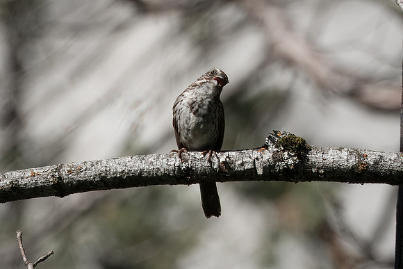 Yosemite0624-168