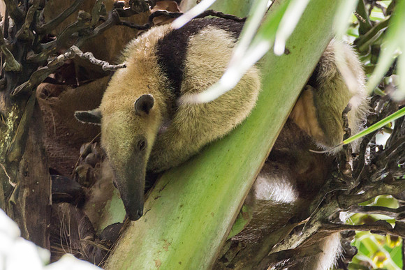 Tamandua