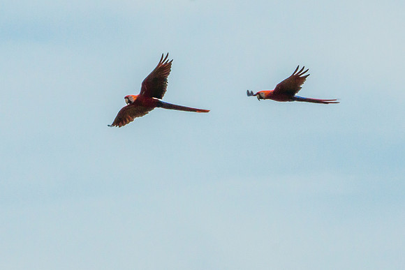 Scarlet Macaws