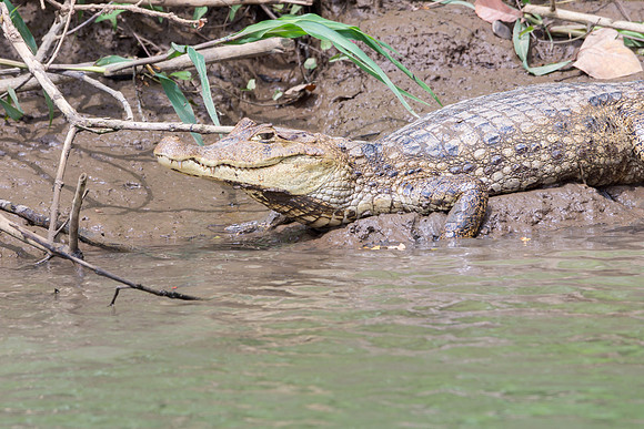 Spectacled Caiman