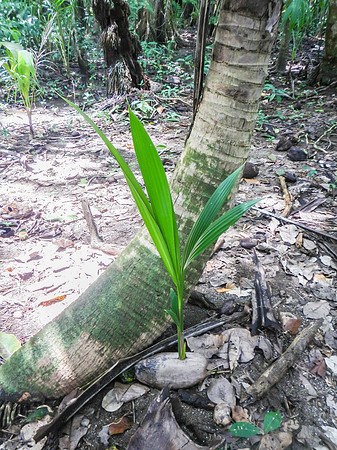 Corcovado National Park Beach