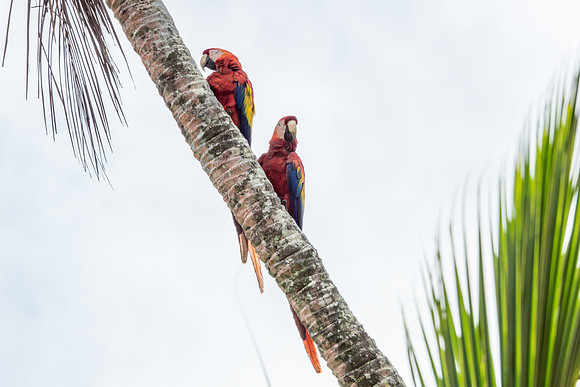 Scarlet Macaws