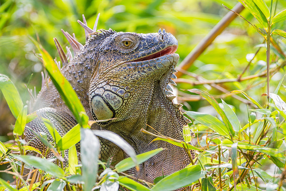 Green Iguana