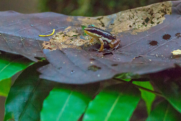 Rocket Frog