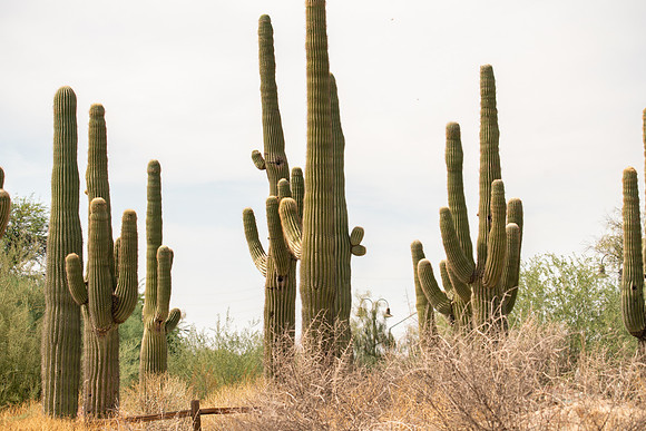 Arizona1023-048