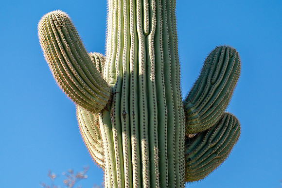 Arizona1023-063