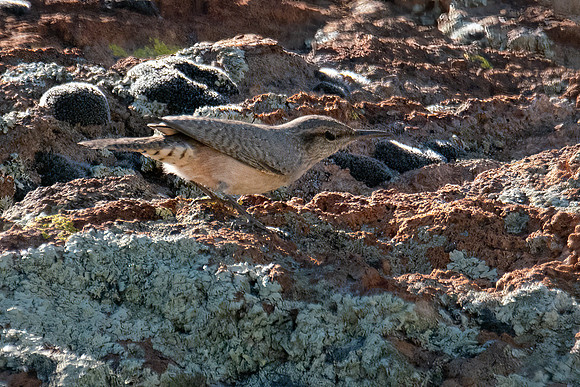 Arizona1023-069