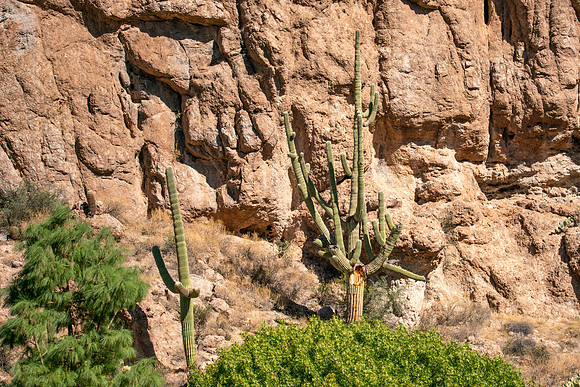 Arizona1023-082