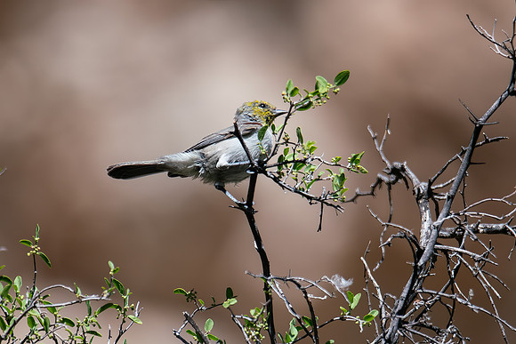 Arizona1023-085
