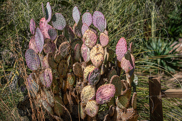 Arizona1023-102