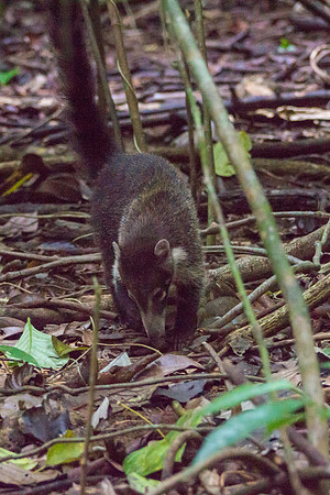 Coatis