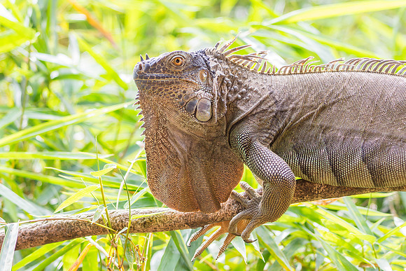 Green Iguana