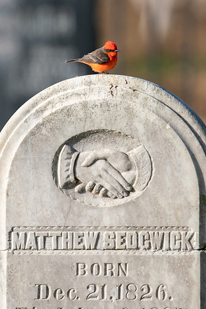 SNWR 010119-18