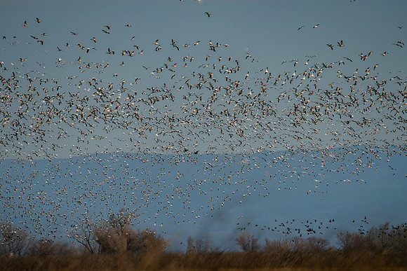 SNWR 010119-40