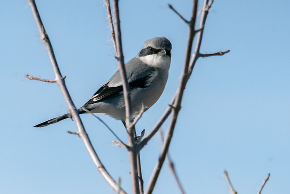 SNWR 010119-47