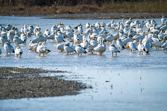 SNWR 010119-54