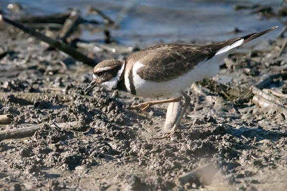 SNWR 010119-60