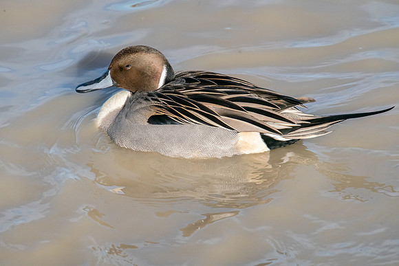 SNWR 010119-83