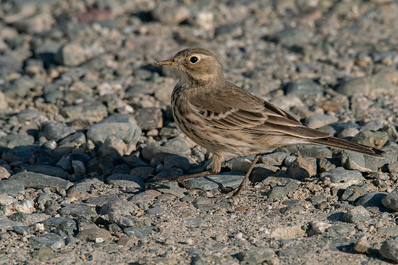 SNWR 010119-86