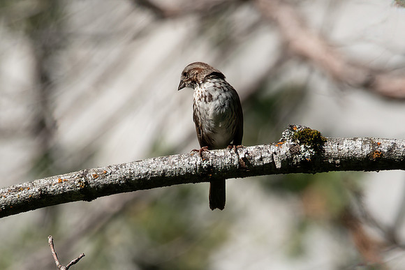 Yosemite0624-169