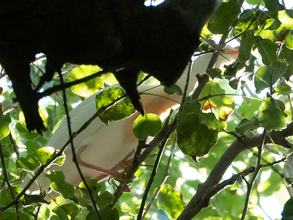 P1000195