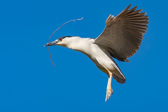 Black-crowned Night Heron adding to nest