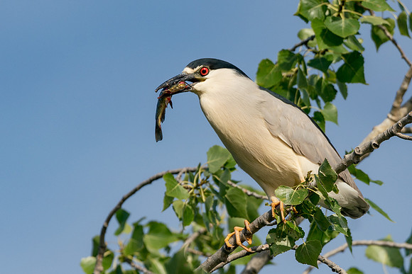 Black-crowned Night Heron with Catfish