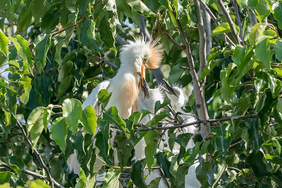 Cattle Egret with Young