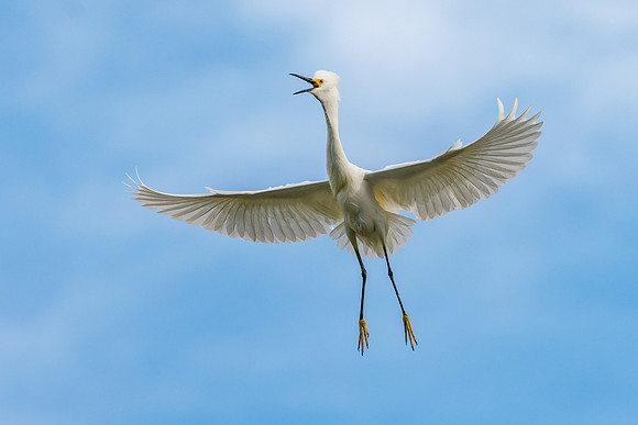 Snowy Egret coming in for a landing