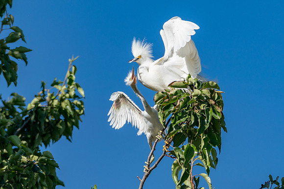 Snowy Egret Parent and Young