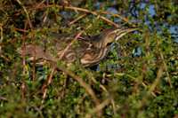 SNWR 010124-05