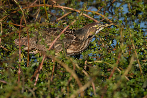 SNWR 010124-05