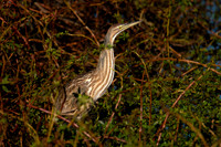 SNWR 010124-03