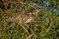 SNWR 010124-06