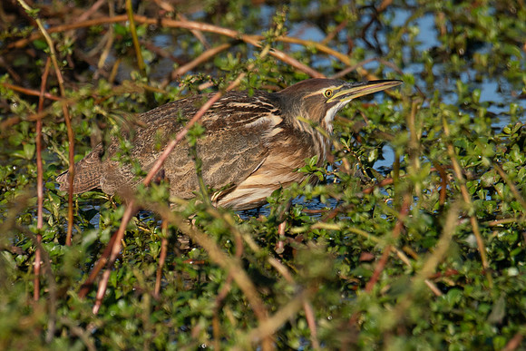 SNWR 010124-06