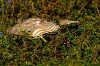 SNWR 010124-07