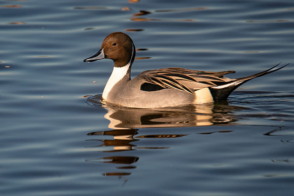 SNWR 010124-28