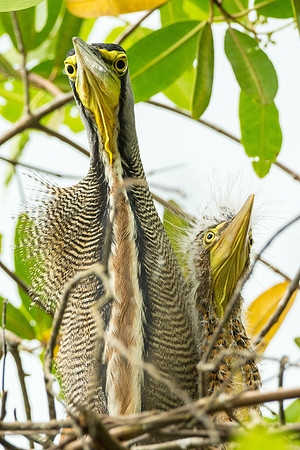 Tiger Heron and baby in nest