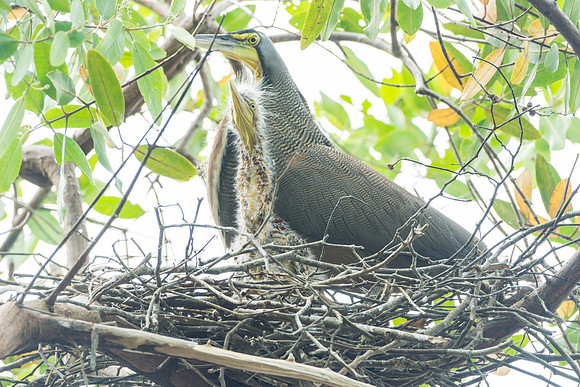 Tiger Heron and baby in nest