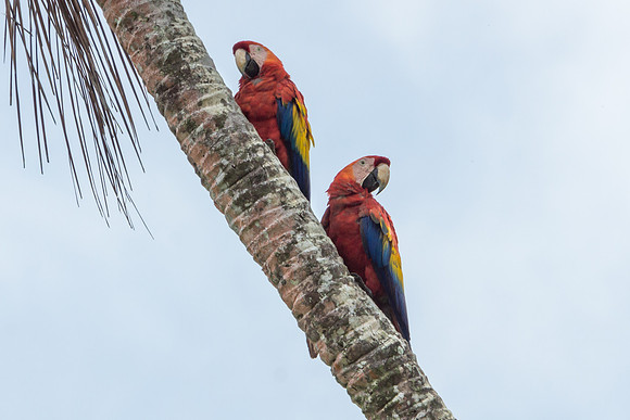 Scarlet Macaws
