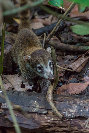Coatis