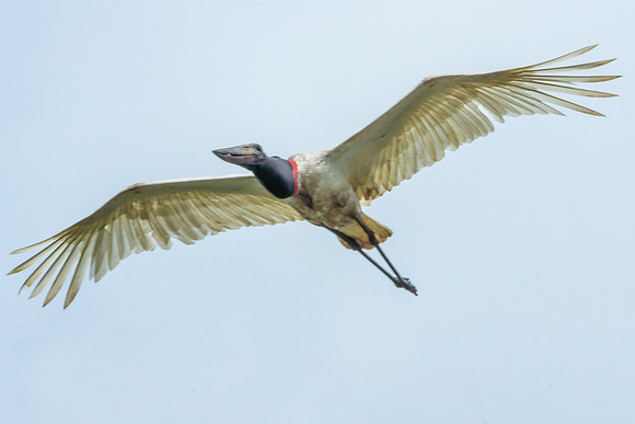 Jabiru Stork