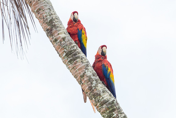 Scarlet Macaws
